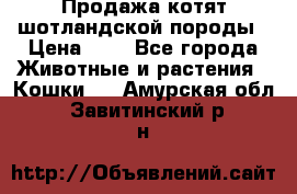 Продажа котят шотландской породы › Цена ­ - - Все города Животные и растения » Кошки   . Амурская обл.,Завитинский р-н